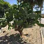 Malacala Calabernardo